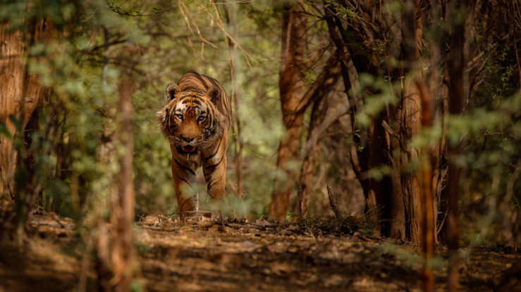 Jungle Safari-Places to Visit Near Statue of Unity-Tinder Travel
