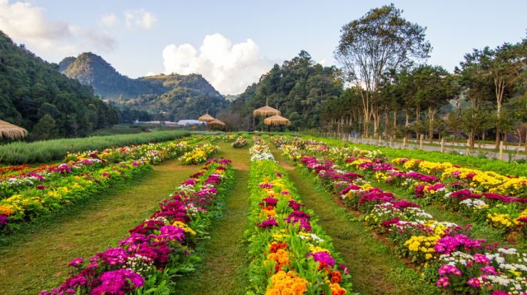 Valley of Flowers-Places to Visit Near Statue of Unity-Tinder Travel